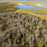 The Australian tree dropped from aeroplanes over Florida's Everglades that spread across nearly 500,000 acres | World News