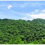China spent decades planting 66 billion trees; scientists found they now outgrow natural forests by 66% | World News