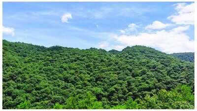 China spent decades planting 66 billion trees; scientists found they now outgrow natural forests by 66% | World News