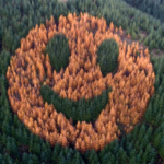 Every autumn, an ordinary Oregon forest suddenly starts smiling after foresters in 2011 planted western larch trees in a secret pattern among thousands of Douglas firs | World News