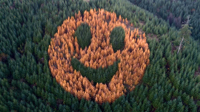 Every autumn, an ordinary Oregon forest suddenly starts smiling after foresters in 2011 planted western larch trees in a secret pattern among thousands of Douglas firs | World News