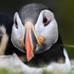 First puffin chick in 30 years just emerged from England's south coast after 15 weeks of careful monitoring, giving new hope to the country's last mainland colony |