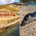 From prison to paradise: Once a dreaded prison island, this remote haven in Greece is now protecting one of the world's rarest seals | World News