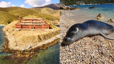 From prison to paradise: Once a dreaded prison island, this remote haven in Greece is now protecting one of the world's rarest seals | World News
