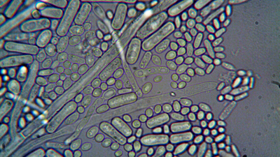 German scientists discovered naturally occurring microbes that removed 95% of dissolved uranium from contaminated water |