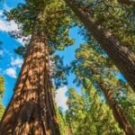 They can survive for 3000 years yet 1 in 5 of giant sequoias were destroyed in California fires; a NASA-funded study says controlled burns could dramatically improve their survival