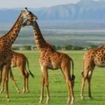 In the early 1980s, poaching wiped out all wildlife in this Ugandan reserve, now 12 giraffes are being brought back to save them from oil drilling