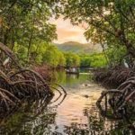How planet's 'blue forests', mangroves, protect coastlines, support wildlife and store up to four times more carbon than tropical rainforests |
