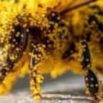 How tiny pollen grains helped solve a brutal murder: The fascinating science behind nature's invisible crime scene evidence