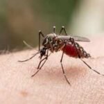 Human blood is becoming a preferred choice for mosquitoes, and scientists think Brazil’s disappearing forests may be the reason |