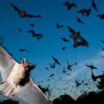 Scientists found that Japanese horseshoe bats living together in crowded colonies solve a noisy sonar problem by gradually shifting their echolocation calls to match each other's frequency