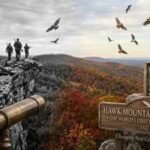 In 1934, this Pennsylvania mountain went from a hawk killing ground to the world's first raptor sanctuary and changed bird conservation forever | World News