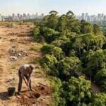 In 2003, a retired man planted trees on forgotten land alone; 20 years later, it had become one of Sao Paulo's largest urban forests