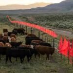 In 2003, scientists discovered wolves refused to cross a simple line of fluttering flags; today it helps protect cattle without killing predators |