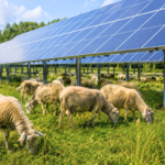 In Massachusetts, sheep came to a solar farm looking for shade and ended up mowing the grass beneath the panels, turning clean energy land into a grazing site |