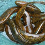 Inside science's 'forbidden experiment': Why scientists kill 9 million sea lampreys every year in the Great Lakes of America
