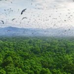 Israel planted millions of pine trees but what happened next surprised scientists |