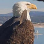 Big Bear bald eagle Jackie's health update: Lead poisoning ruled out, bright and strong but critical after life-saving blood transfusion
