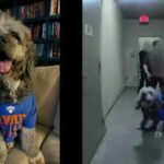 Woman whose dog was killed by LAPD cops sues police department: Jameson did not growl at either officer, no attempt to attack them
