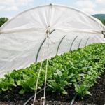 Japan scientists developed a fabric that blocks heat-producing infrared light while letting crops receive the sunlight they need for photosynthesis |