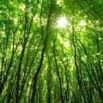Researchers studied 1,561 forest plots across 10 tropical countries; non-native trees formed 28% of stems in young moist forests, but declined as the canopy returned