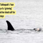 Tahlequah Whale: Killer Orca Whale Tahlequah's 'tour of grief': The story of a 'grieving' mother who carried her dead calf for 1,600 kms over 17 days