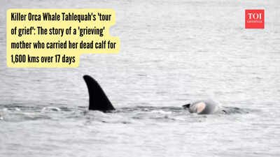 Tahlequah Whale: Killer Orca Whale Tahlequah's 'tour of grief': The story of a 'grieving' mother who carried her dead calf for 1,600 kms over 17 days