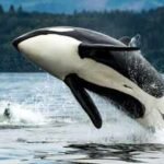 California is weighing state endangered-species protections for southern resident killer whales, a population of just over 70 animals threatened by noise, pollution and falling salmon prey
