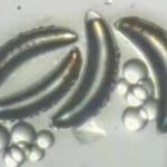 Scientists thought insects could never survive the deep ocean because their air-filled bodies would implode, but lake fly larvae in Africa's Lake Malawi are proving them wrong