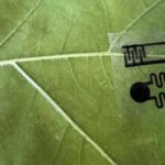 Scientists create smartwatch-like plant wearables that let farmers monitor crops in real time, detecting drought, disease and nutrient problems days before plants show visible signs of stress