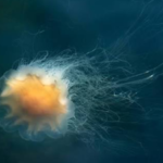 Lion's mane jellyfish are washing up on New England beaches, and experts warn people not to touch them even after they die | World News
