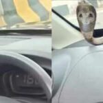 Venomous cobra found inside moving car on Ghaziabad elevated road; Dramatic rescue goes viral |