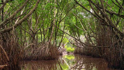 Scientists tracked the world’s mangroves from the 1980s to 2023 and found natural regrowth has quietly reversed decades of decline