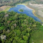 Guatemala: Logging usually destroys rainforests, but this Guatemala system is producing the opposite result