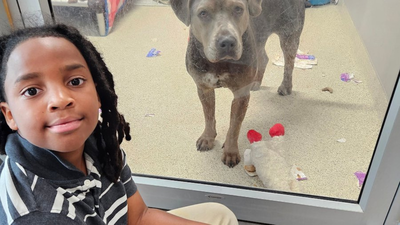 Meet Nehemiah Turner: The 11-year-old Florida boy who spent more than 100 hours reading to shelter animals and changed countless lives by helping anxious pets find forever homes | World News