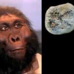 Meet Paranthropus: The ancient human cousin that may have made the first stone tools 2.6 million years ago