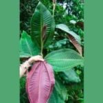 In 1937, a botanical garden in Tahiti planted an ornamental tree; today, a single tree can produce 8.9 million seeds and threaten Queensland’s World Heritage rainforests