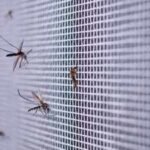Mosquito Breeding Spots: The hidden places mosquitoes breed around your home