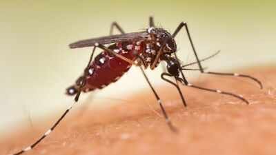 Wealthy US neighbourhoods paid to spray mosquitoes: By 2023, the insects had evolved resistance across 84% of sampled blocks and know what they became capable of