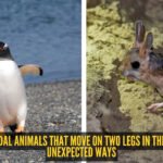5 bipedal animals that move on two legs in the most unexpected ways