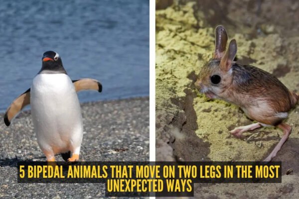 5 bipedal animals that move on two legs in the most unexpected ways