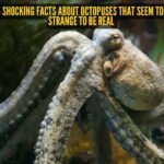 5 shocking facts about octopuses that seem too strange to be real