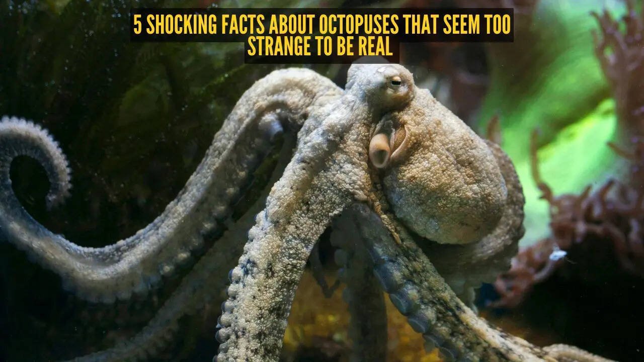 5 shocking facts about octopuses that seem too strange to be real