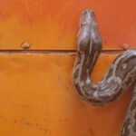 5 safety tips to prevent snakes from entering your home