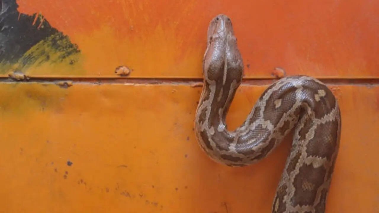 5 safety tips to prevent snakes from entering your home