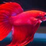 Which one is better for beginners starting their first aquarium?
