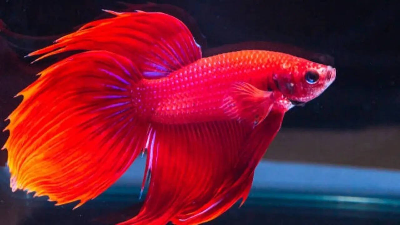Which one is better for beginners starting their first aquarium?