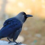 7 Birds that can remember human faces for years and surprise scientists with their intelligence