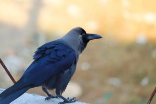 7 Birds that can remember human faces for years and surprise scientists with their intelligence