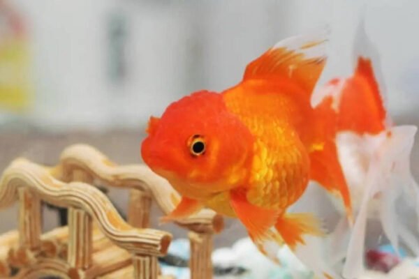A beginner's step-by-step guide to keeping goldfish in healthy condition for several years